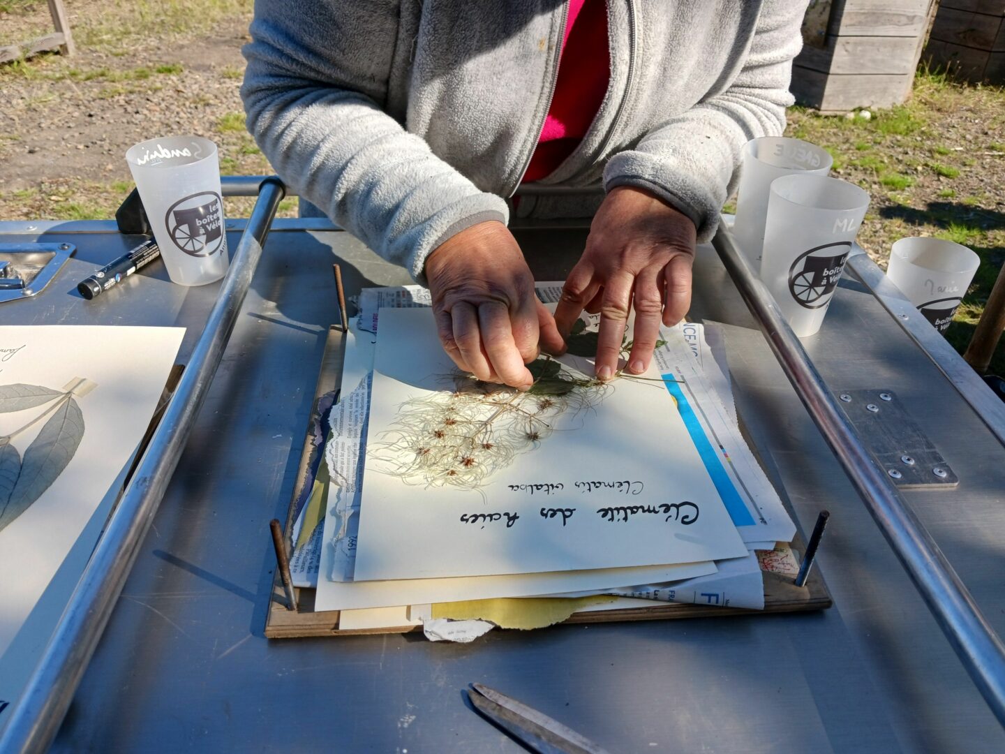 Débuter un herbier
