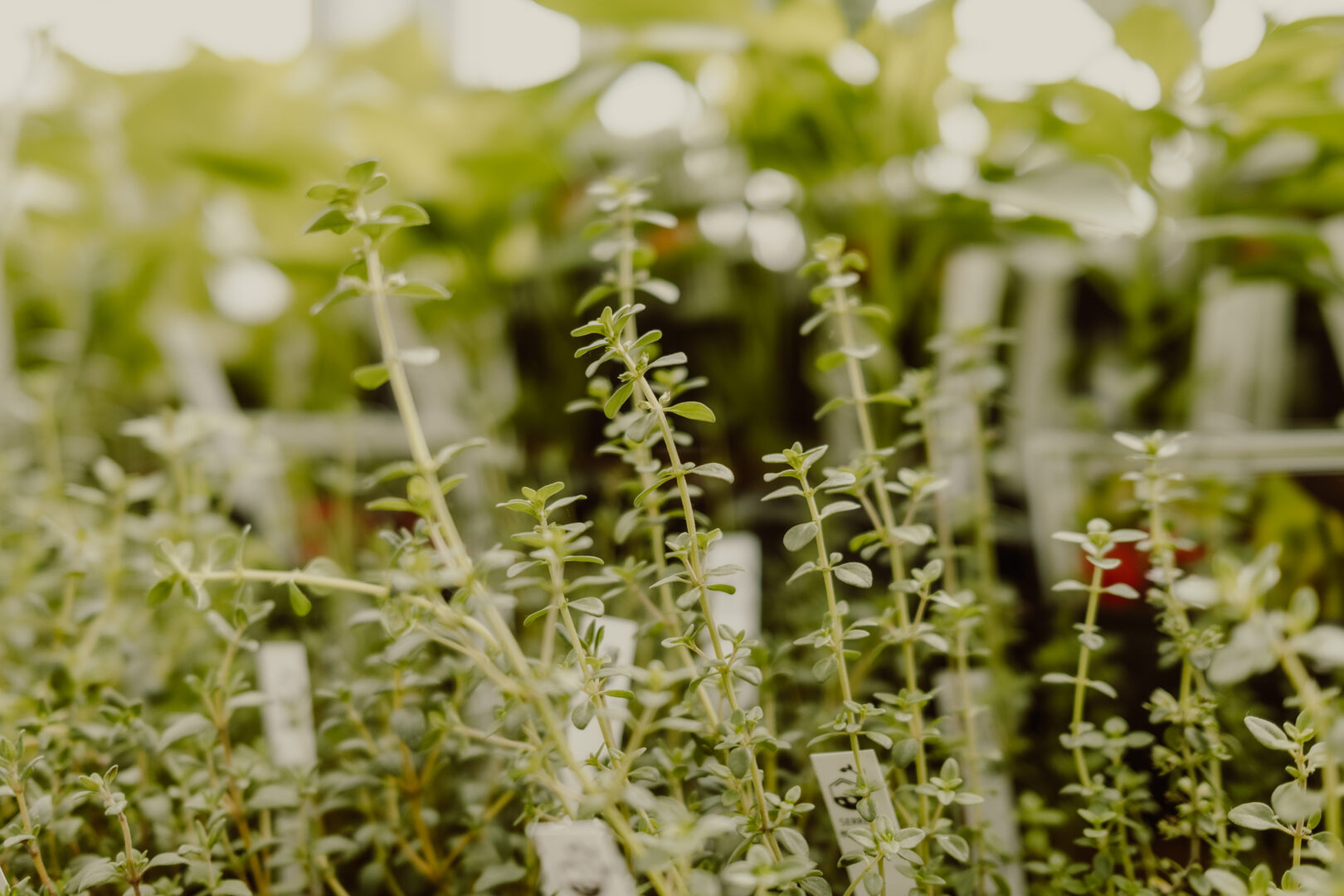 Questions de jardin – COnseils de paysagistes
